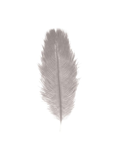 1 PLUME AUTRUCHE GRIS CLAIR 55-60CM