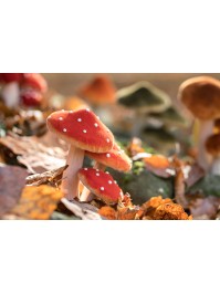3 RED MUSHROOMS ON FOAM BASE 14CM X 10.5 X 17CM