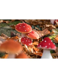 3 CHAMPIGNONS ROUGES SUR SOCLE MOUSSE 14CM X 10.5 X 17CM