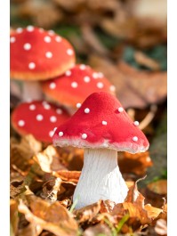 RED MUSHROOM ON MOSS BASE 9.5CM X 9.5CM X 13CM