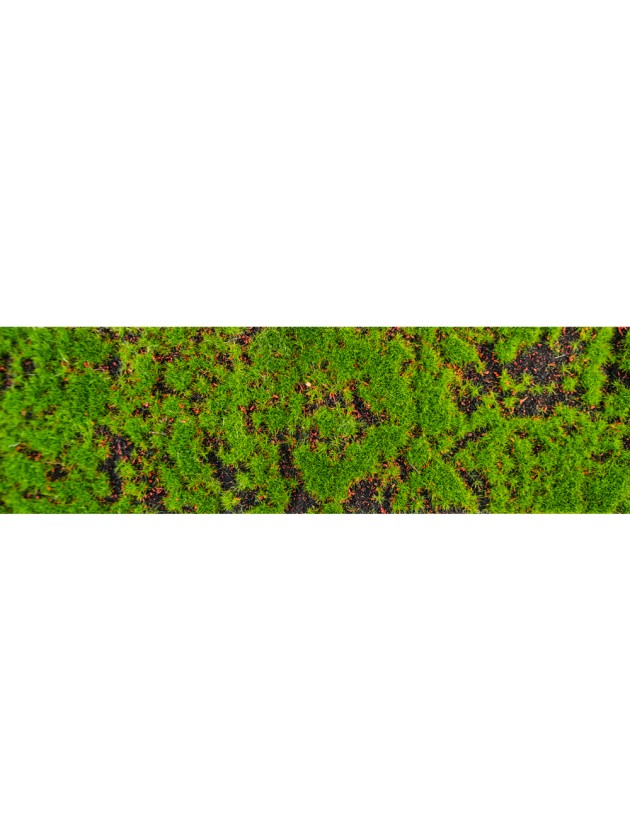 MOSS TABLE RIBBON 10CM X 1M