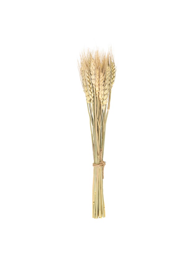 BOUQUET 24 EPIS DE BLE 35CM