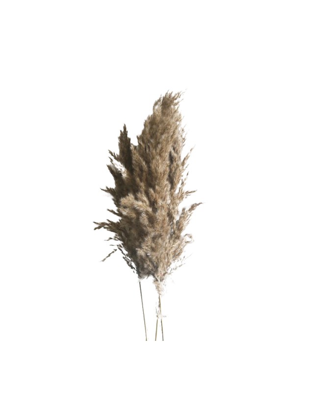 BUNCH OF 5PC REED GRASS 70CM