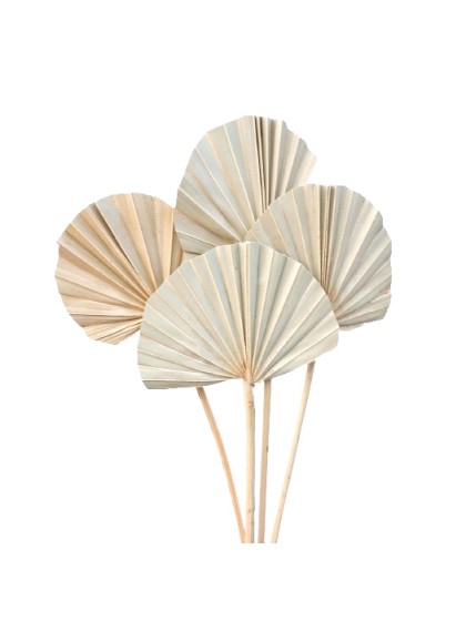 10 BLÄTTER AUS PALME ARRUNDIES 50CM