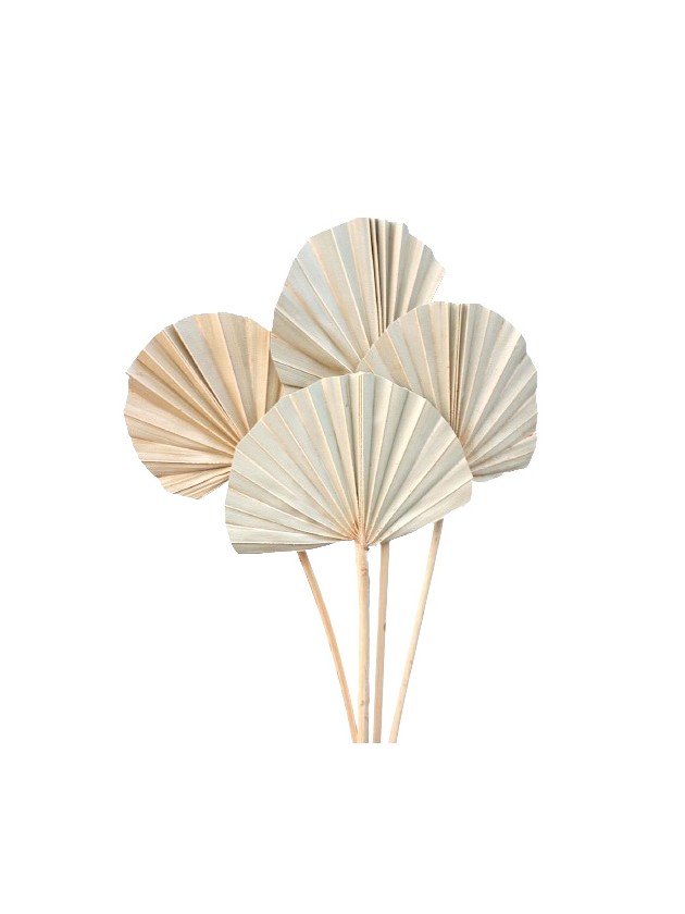 10 BLÄTTER AUS PALME ARRUNDIES 50CM