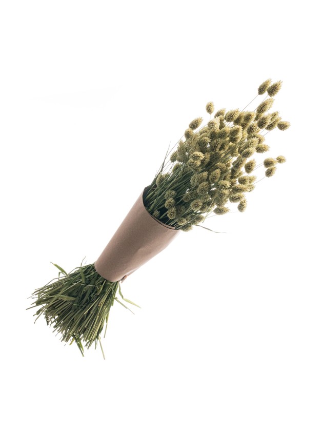 BUNCH OF PHALARIS NATURAL GREEN +/- 130GR +/- 70CM