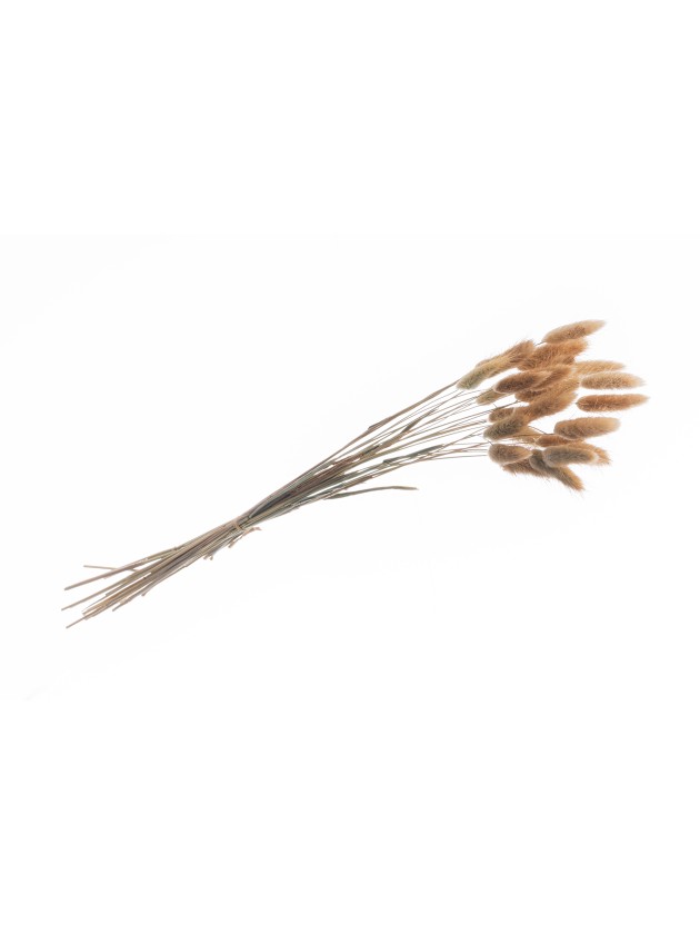 BUNCH OF 25 PCS LAGURUS NATURAL 50-60CM