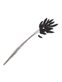 BLUMENSTRAUSS 25 STIELE HASENSCHWANZGRAS SCHWARZ 50-60CM