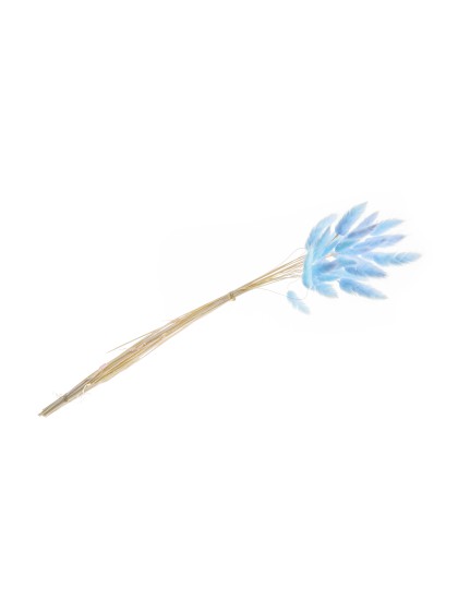 BUNCH OF 25 PCS LAGURUS BLUE 50-60CM