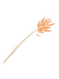 BLUMENSTRAUSS 25 STIELE HASENSCHWANZGRAS ORENGEL 50-60CM
