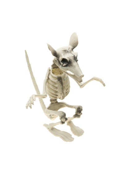 RATTE SKELETT 20CM X 26CM X 29CM