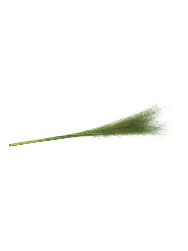 BOUQUET 50PCS MUEHLENBECKIA VERT 85-90CM