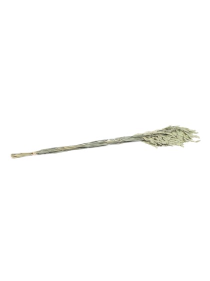 BUNCH OF NATURAL FLAT OAT CHASMANTHIUM 75-80CM