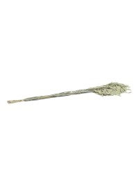 BUNCH OF NATURAL FLAT OAT CHASMANTHIUM 75-80CM