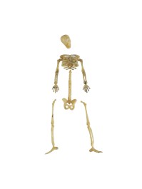 SET OF 20 MINI PLASTIC SKELETON BONES +/- 9CM