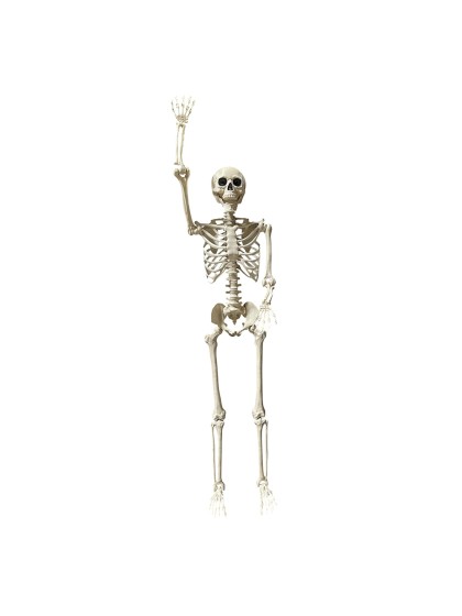 ARTICULATED SKELETON 212CM