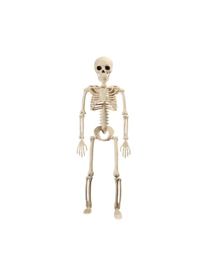 SKELETT  BEWEGLICH 60CM