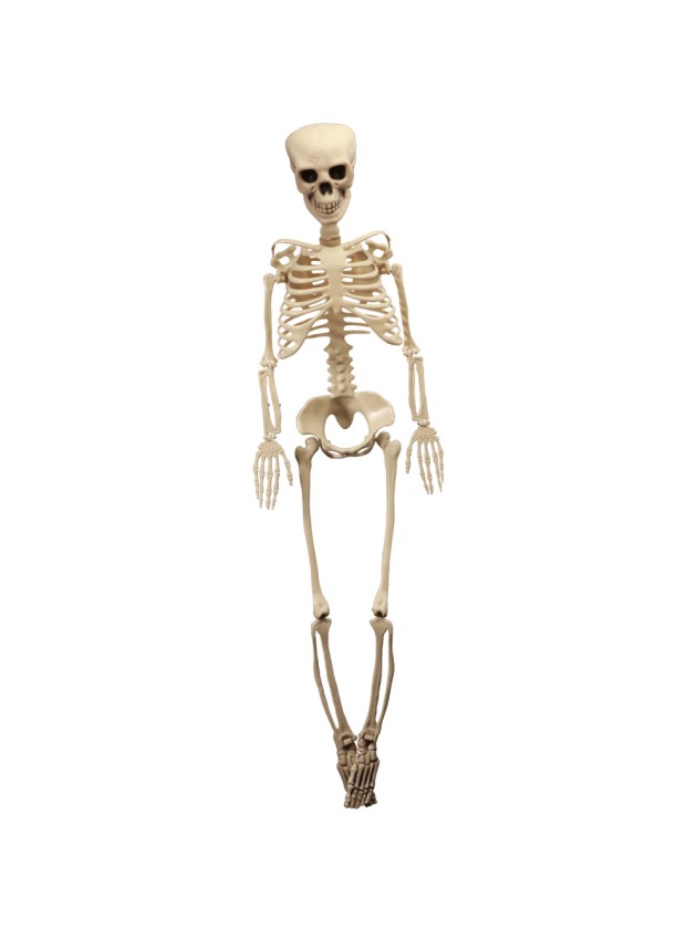 SQUELETTE ARTICULE 165CM