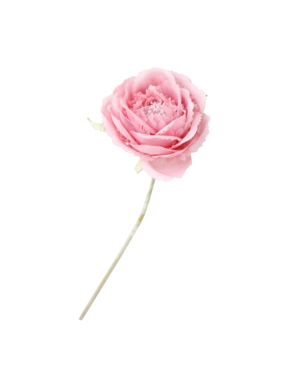 PINK CAMELLIA 34CM DIA 10CM X 34CM