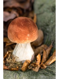 CHAMPIGNON BRUN BLANC SUR SOCLE MOUSSE 10CM X 8CM X 13CM