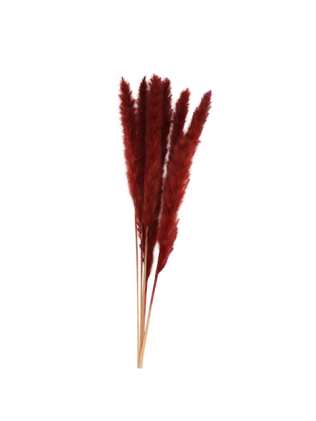 BLUMENSTRAUSS 6 STIELE HERBE AUS PAMPASGRAS BORDEAUX 65-75CM