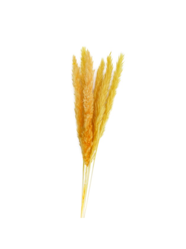 BLUMENSTRAUSS 6 STIELE HERBE AUS PAMPASGRAS GELB 65-75CM