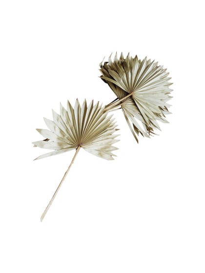 10 BLÄTTER AUS PALME NATUR 55CM
