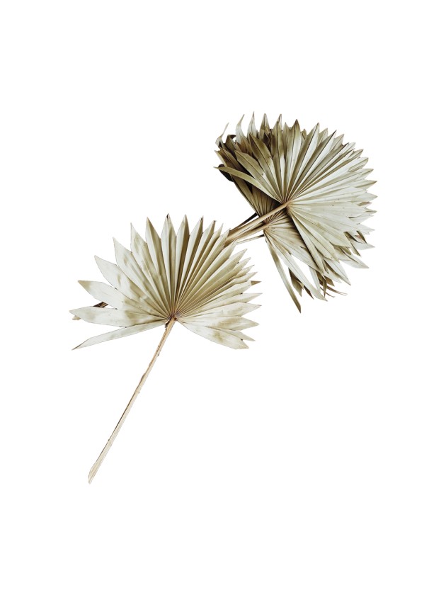 10 BLÄTTER AUS PALME NATUR 55CM