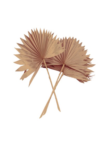 10 BLÄTTER AUS PALME ROSA DESERT 55CM