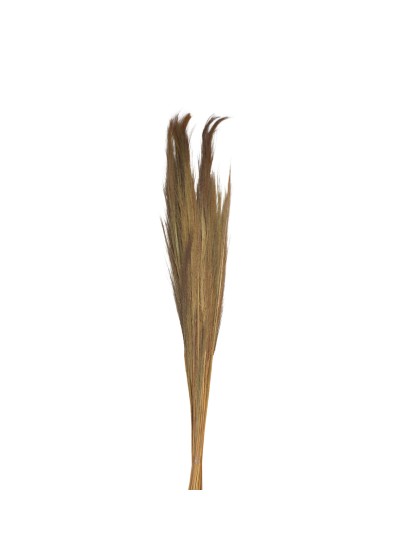 BLUMENSTRAUSS PAMPASGRAS GRASS 250G NATUR 110CM