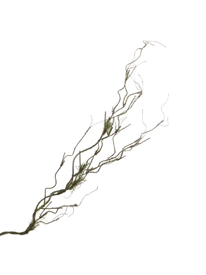 AST MIT SCHAUM 112CM