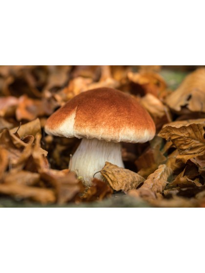 CHAMPIGNON BRUN BLANC SUR SOCLE MOUSSE 10CM X 10CM X 10.5CM