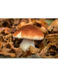 CHAMPIGNON BRUN BLANC SUR SOCLE MOUSSE 10CM X 10CM X 10.5CM
