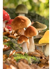 3 CHAMPIGNONS BRUN BLANC SUR SOCLE MOUSSE 11CM X 8CM X 18CM