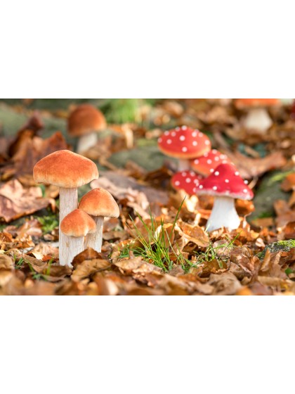 3 CHAMPIGNONS BRUN BLANC SUR SOCLE MOUSSE 11CM X 8CM X 18CM