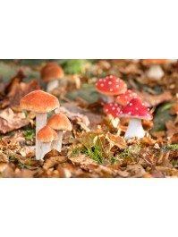 3 CHAMPIGNONS BRUN BLANC SUR SOCLE MOUSSE 11CM X 8CM X 18CM