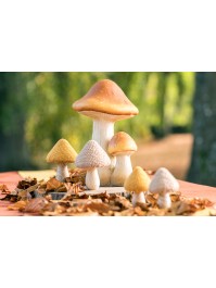 2 MAGNESIA BROWN MUSHROOMS 21CM X 19CM X 30CM