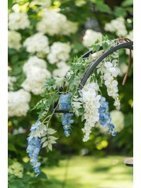 AST GLYZINIE 3 FLORAISONS WEISS 30CM X 10CM X 110CM