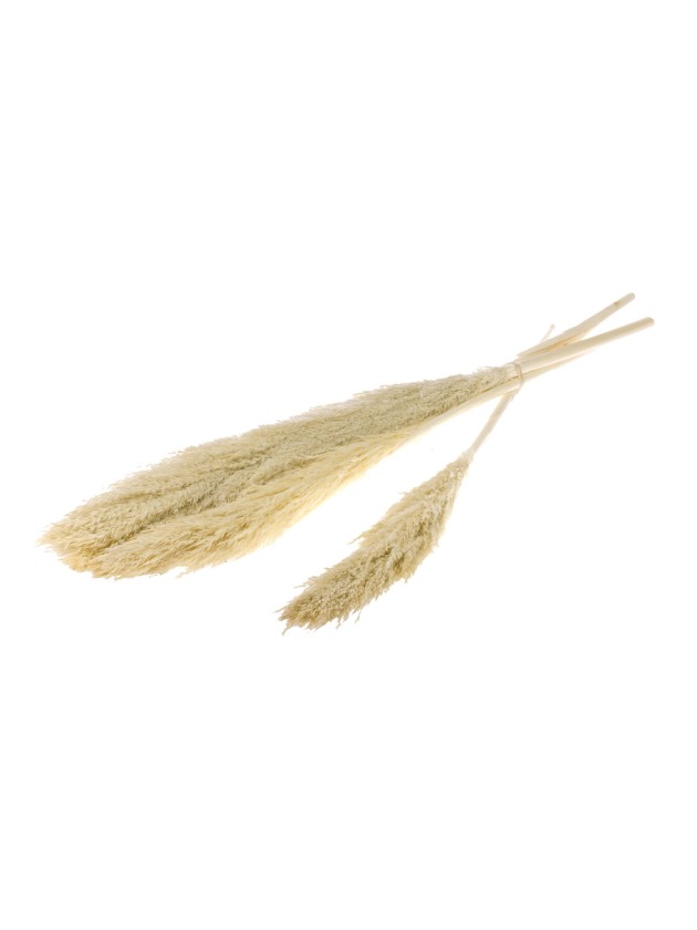 WASSSERPAMPA GRASSE WEISS 110CM