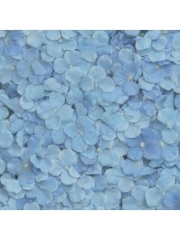 BLUE HYDRANGEA PANEL 60CM X 40CM X 5CM