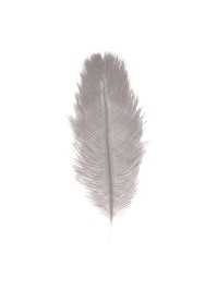 SACHET 2 PLUMES AUTRUCHE GRIS CLAIR 30-35CM