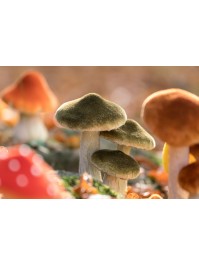 3 FOREST GREEN MUSHROOMS ON MOSS BASE 12CM X 14CM X 17CM