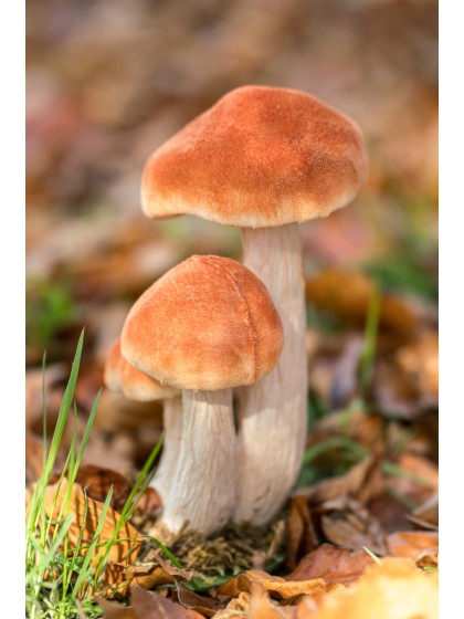 3 PILZE ORENGEL AUF SCHAUMSOCKEL 12CM X 9.5CM X 17CM