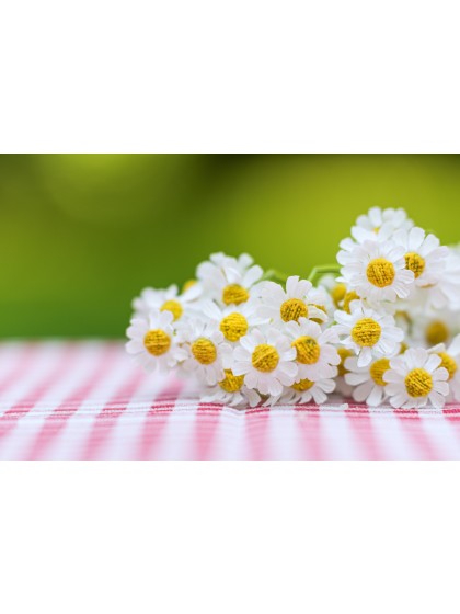 BUNCH OF WHITE DAISY 27CM