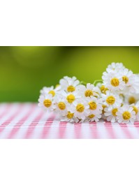 BOUQUET MARGUERITES BLANC 27CM