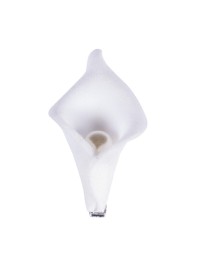 SET 6 ARUMS WEISS PERLE AUF KLAMMER 2,5CM