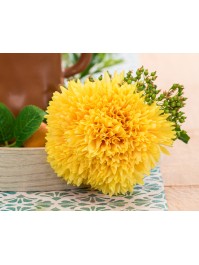 BOUQUET 6 DAHLIAS JAUNE DIA 13CM X 26CM