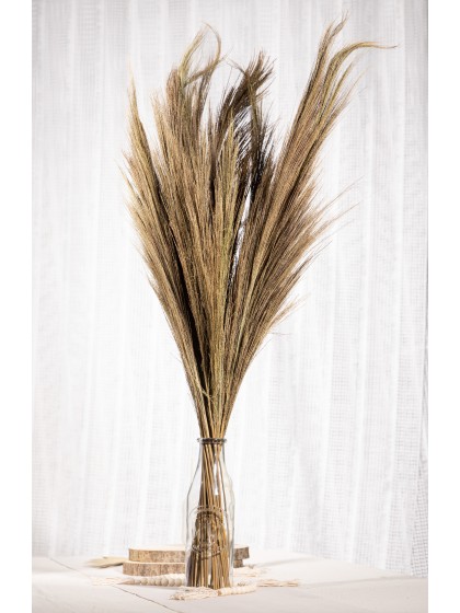 BLUMENSTRAUSS PAMPASGRAS GRASS 250G NATUR 110CM