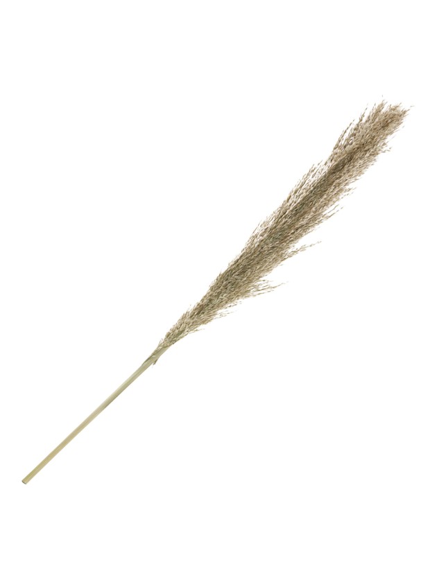 PAMPA GRASS NATURAL 115CM 