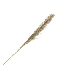 PAMPA GRASS NATURAL 115CM 